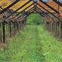 Swan Valley - Vineyards