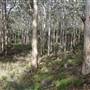 Boranup Karri Forest Margaret River
