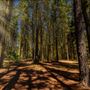 The Pines Lake Park