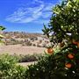 The Orchard Perth Pty Ltd