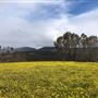 Craigendarroch, Porongurup