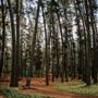 Dwellingup
