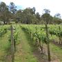 Bickley-Carmel Valley