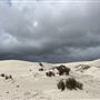 Lancelin