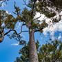 Wellington National Park
