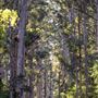 Pemberton - Warren National Park