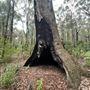 Dwellingup