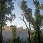 Dwellingup State Forest