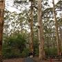 Valley of the Giants
