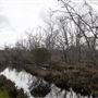 Capercup Nature Reserve