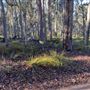 Shambala Forest Retreat