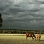Gold Front Breeding & Racing