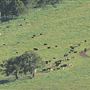 Nannup