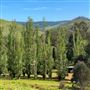 Lewana Cottages