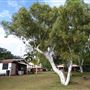 Pardoo Wagyu Tourist Park and Homestead