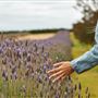 Yanchep Lavender Estate