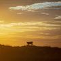 Pardoo Wagyu Station