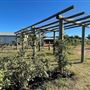 Swan Street Vineyard