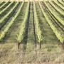 Shepherds Hut Winery