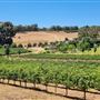Myattsfield Vineyards