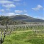 Duke's Vineyard