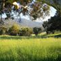 Brigadoon - Campresic Road