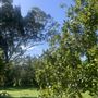 Henley Dell