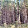 Jarrahdale Pine Plantations