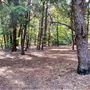 Jarrahdale Pine Plantations