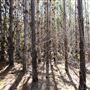 Jarrahdale Pine Plantations