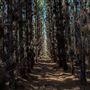 Jarrahdale Pine Plantations