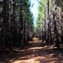 Jarrahdale Pine Plantations