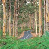 Margaret River - Boranup Karri Forest