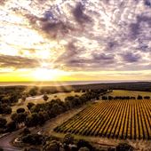 Wise Wines- Eagle Bay
