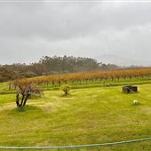 Duke's Vineyard
