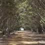 Mount  Richards Rd -Kalgan
