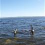 Wilson Inlet (inc.Boat Landing), Denmark