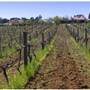 Carilley Estate Winery