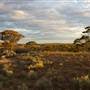 Coolgardie Outskirts