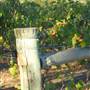 Faber  Vineyard, Swan Valley