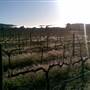 Faber  Vineyard, Swan Valley