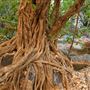 Kimberley-Charnley River Rainforest