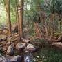 Kimberley Rain Forest