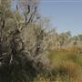 Bull Creek Swamp