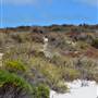 Abrolhos Islands - East Wallabi