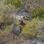Abrolhos Islands - East Wallabi