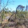 Broome Surrounds-Roads & Scrub