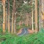 Margaret River - Boranup Karri Forest