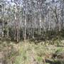 Boranup Karri Forest Margaret River