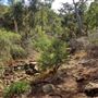 Lesmurdie Falls